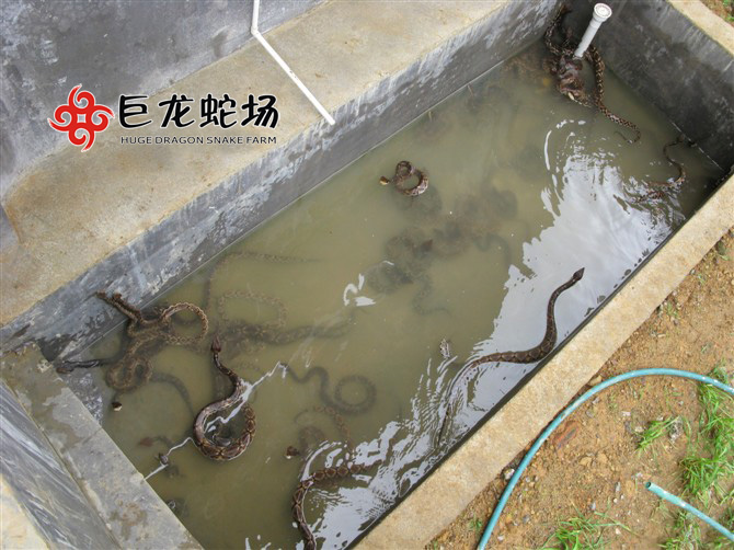 五步蛇種蛇,五步蛇價(jià)格