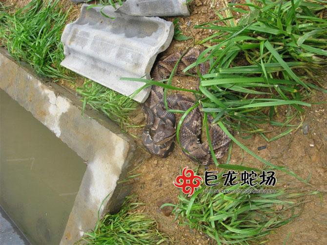 五步蛇種蛇,五步蛇價(jià)格