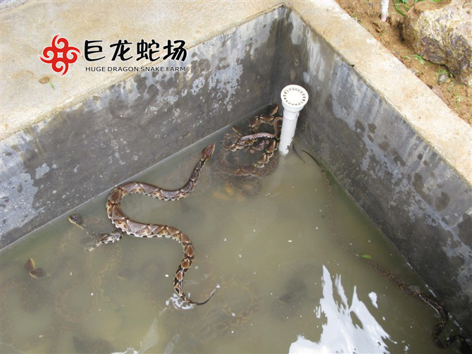 五步蛇種蛇,五步蛇價(jià)格