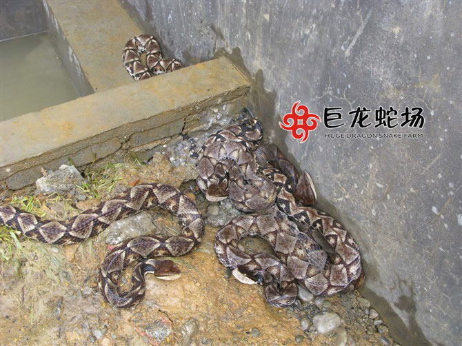五步蛇種蛇,五步蛇價(jià)格