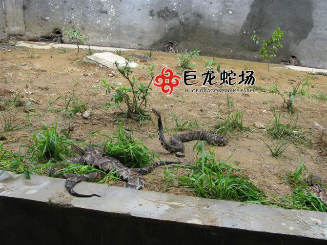 五步蛇種蛇,五步蛇價(jià)格